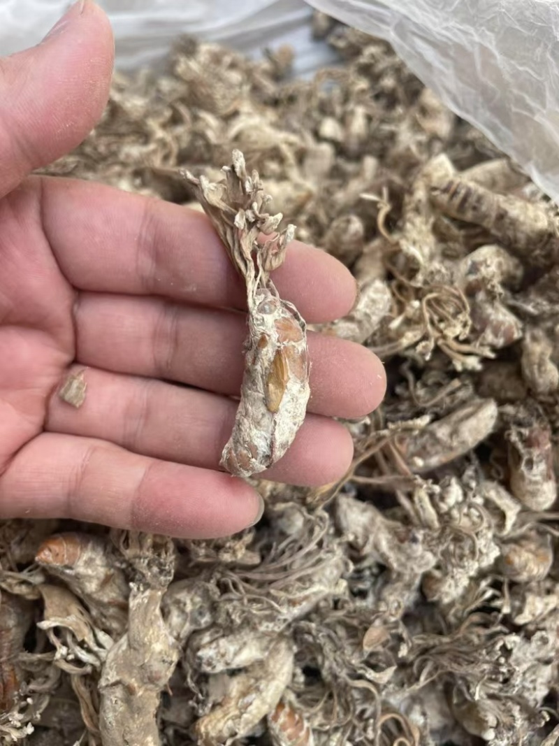 正品金蝉花新货蝉花知了壳色白饱满花多产地直发