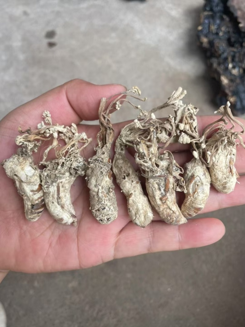 正品金蝉花新货蝉花知了壳色白饱满花多产地直发