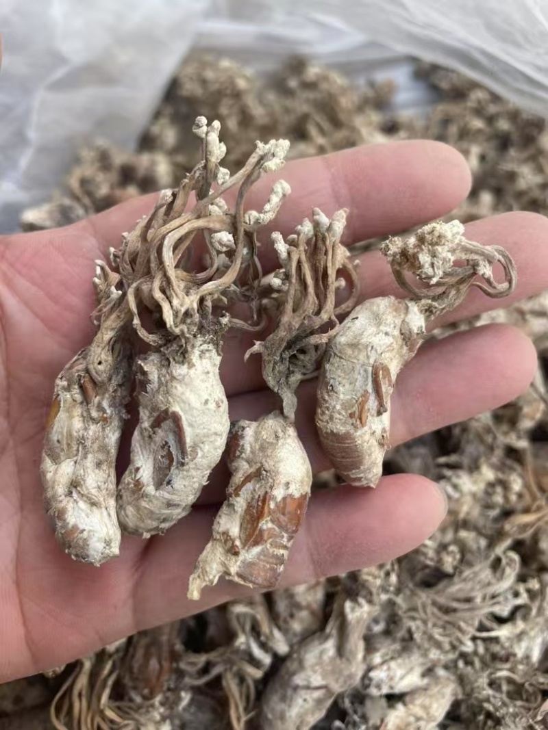 正品金蝉花新货蝉花知了壳色白饱满花多产地直发