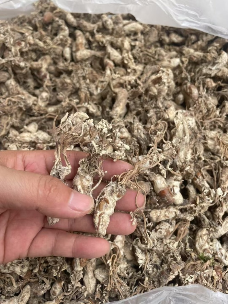 正品金蝉花新货蝉花知了壳色白饱满花多产地直发
