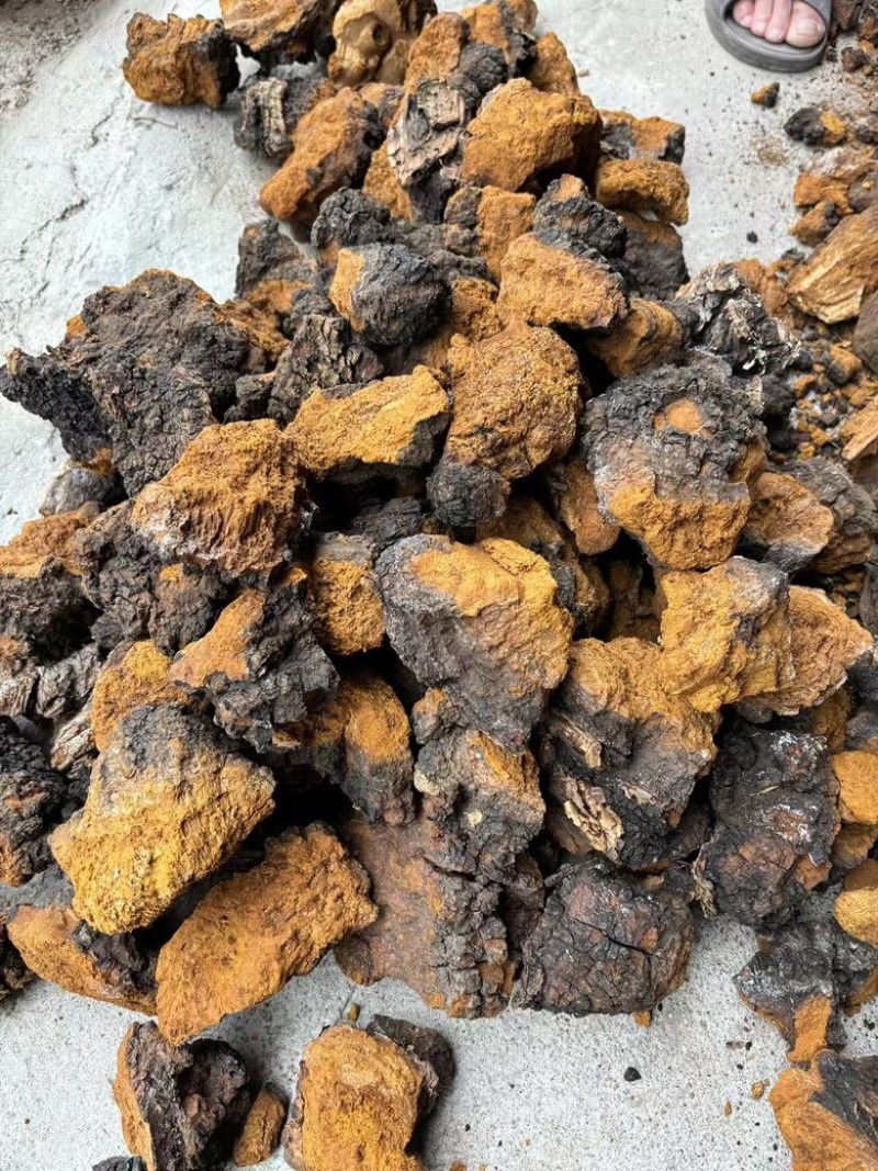 桦树茸桦褐孔菌中药材批发零售一手货源量大从优