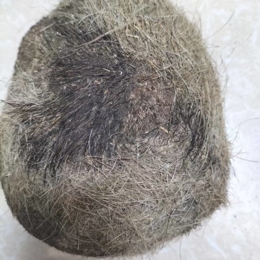 【推荐】猪宝，猪辰砂，中药材，诚信合作欢迎来电