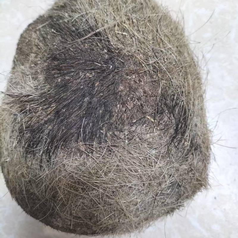 【推荐】猪宝，猪辰砂，中药材，诚信合作欢迎来电
