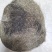【推荐】猪宝，猪辰砂，中药材，诚信合作欢迎来电