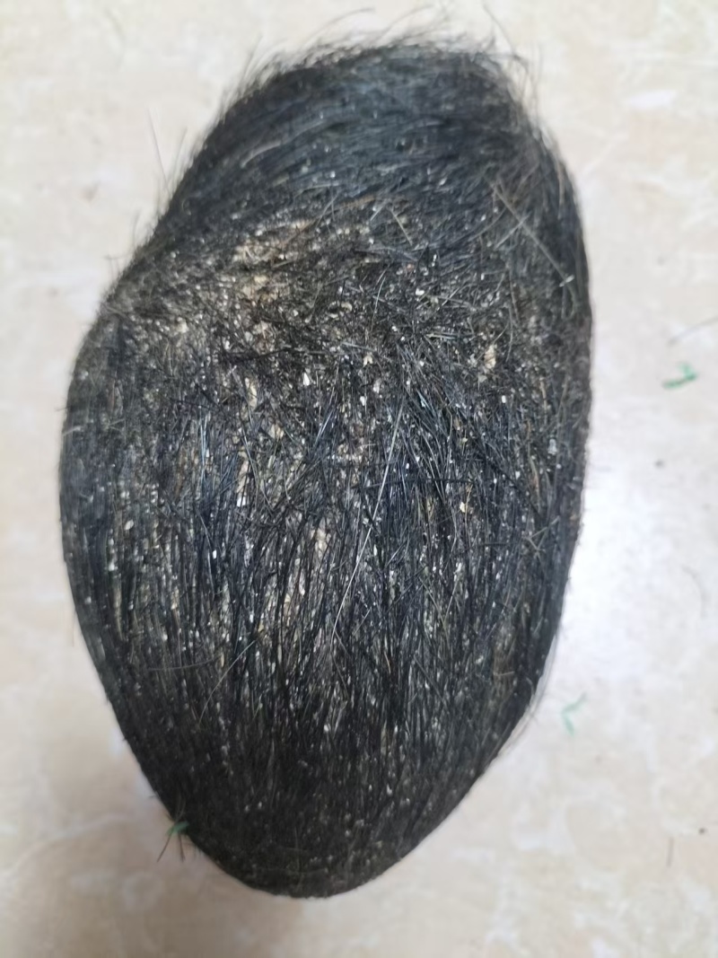 【推荐】猪宝，猪辰砂，中药材，诚信合作欢迎来电