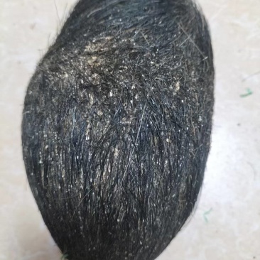 【推荐】猪宝，猪辰砂，中药材，支持视频，实地看货