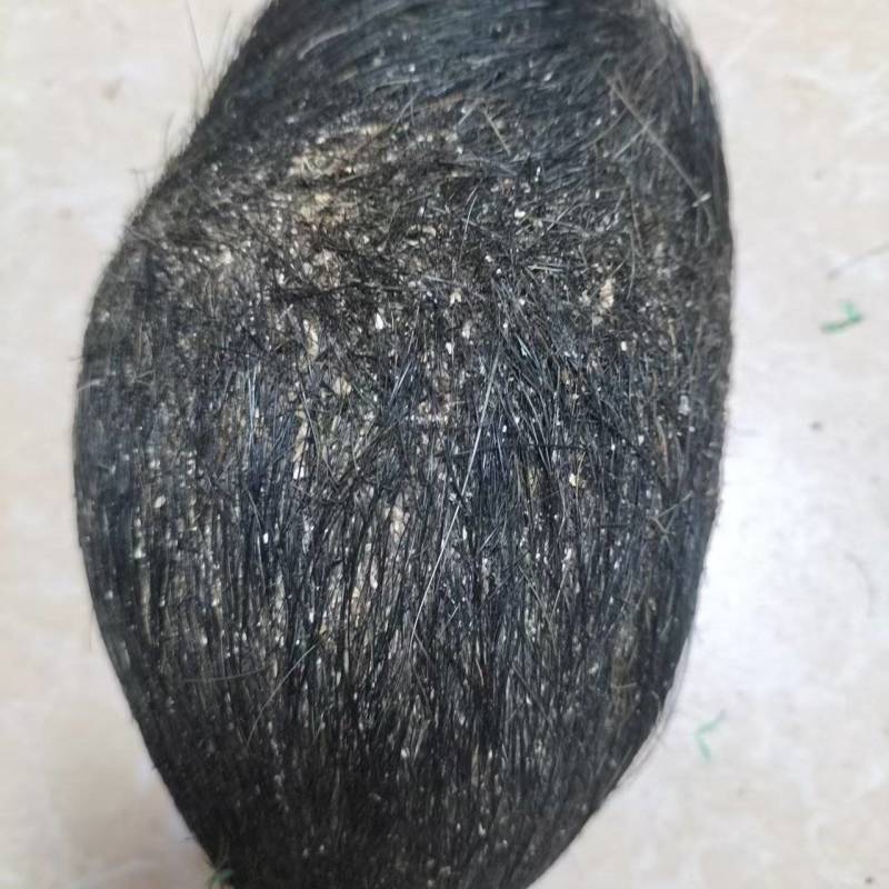 【推荐】猪宝，猪辰砂，中药材，支持视频，实地看货