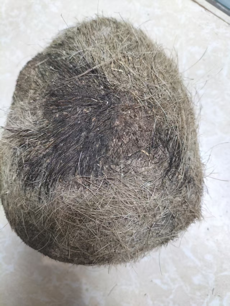 【推荐】猪宝，猪辰砂，中药材，支持视频，实地看货