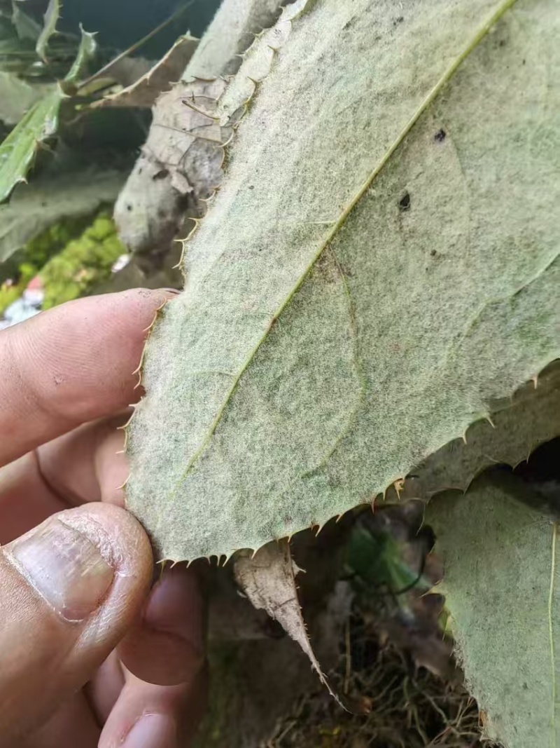 柔毛淫羊藿