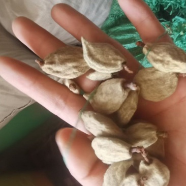 碧桃干