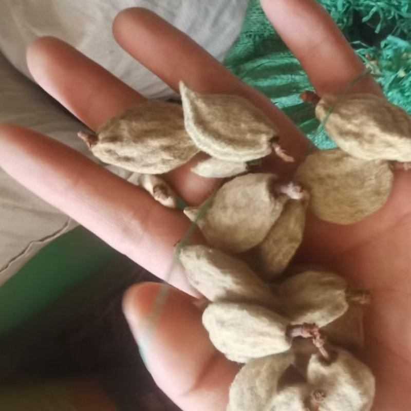 碧桃干