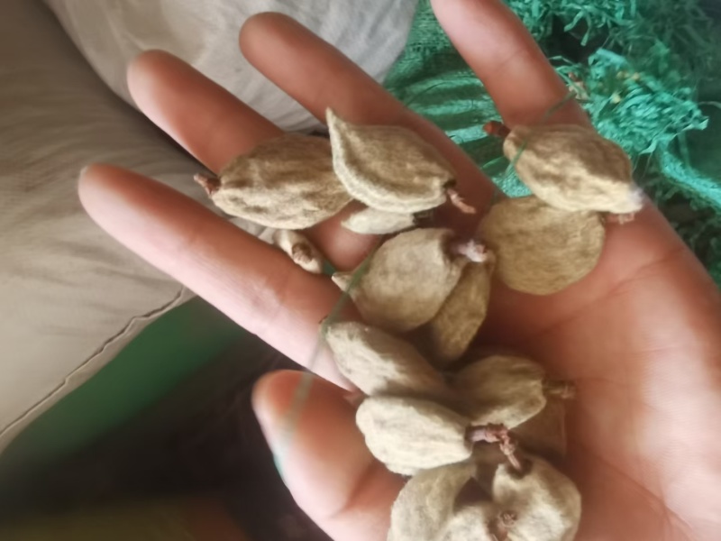 碧桃干