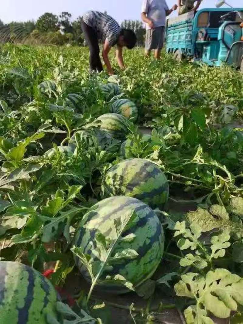 精品西瓜甘美4k西瓜口感好质量棒基地直发货源充