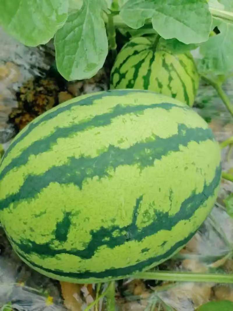 精品西瓜甘美4k西瓜口感好质量棒基地直发货源充