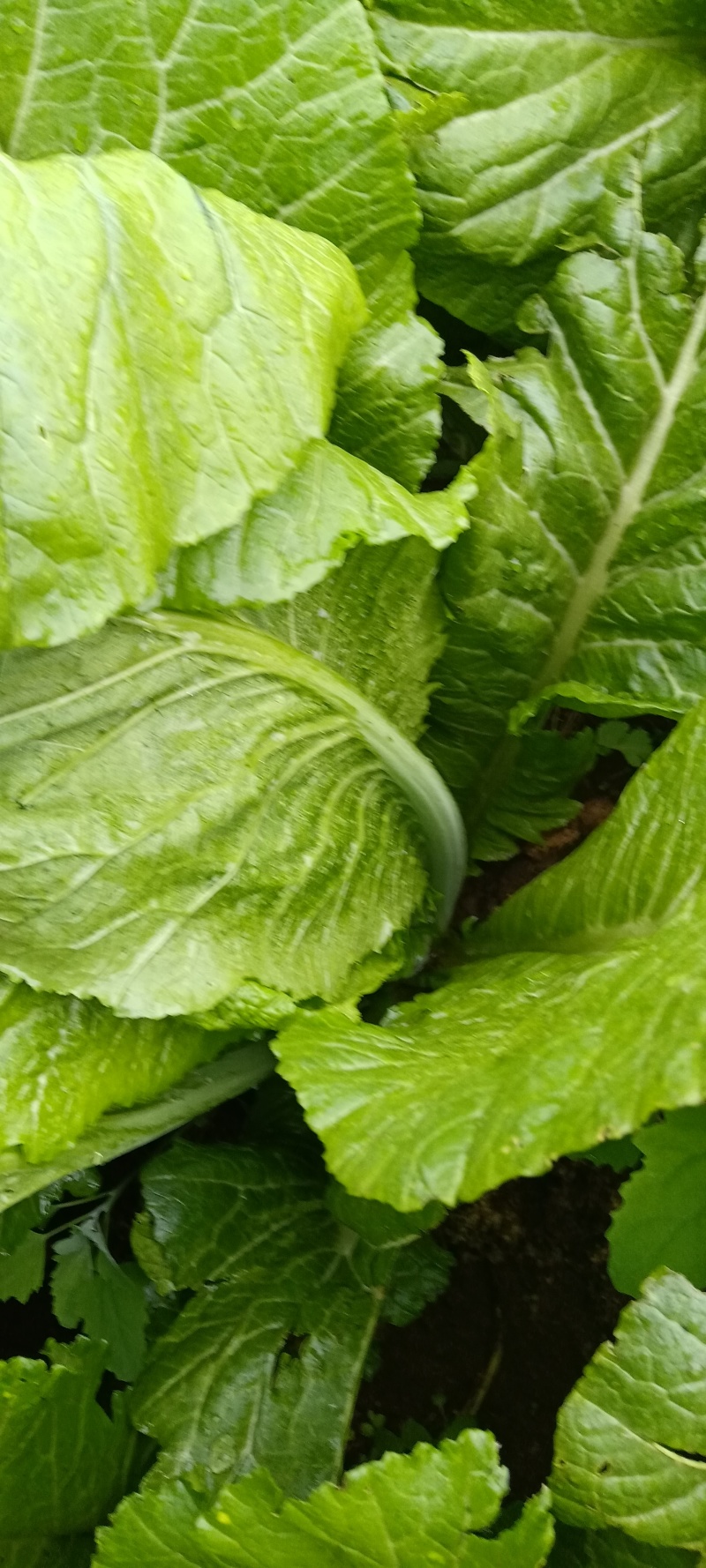 贵州威宁青菜露天种植大量上市
