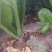 贵州威宁青菜露天种植大量上市