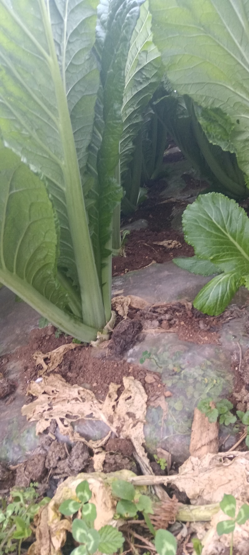 贵州威宁青菜露天种植大量上市