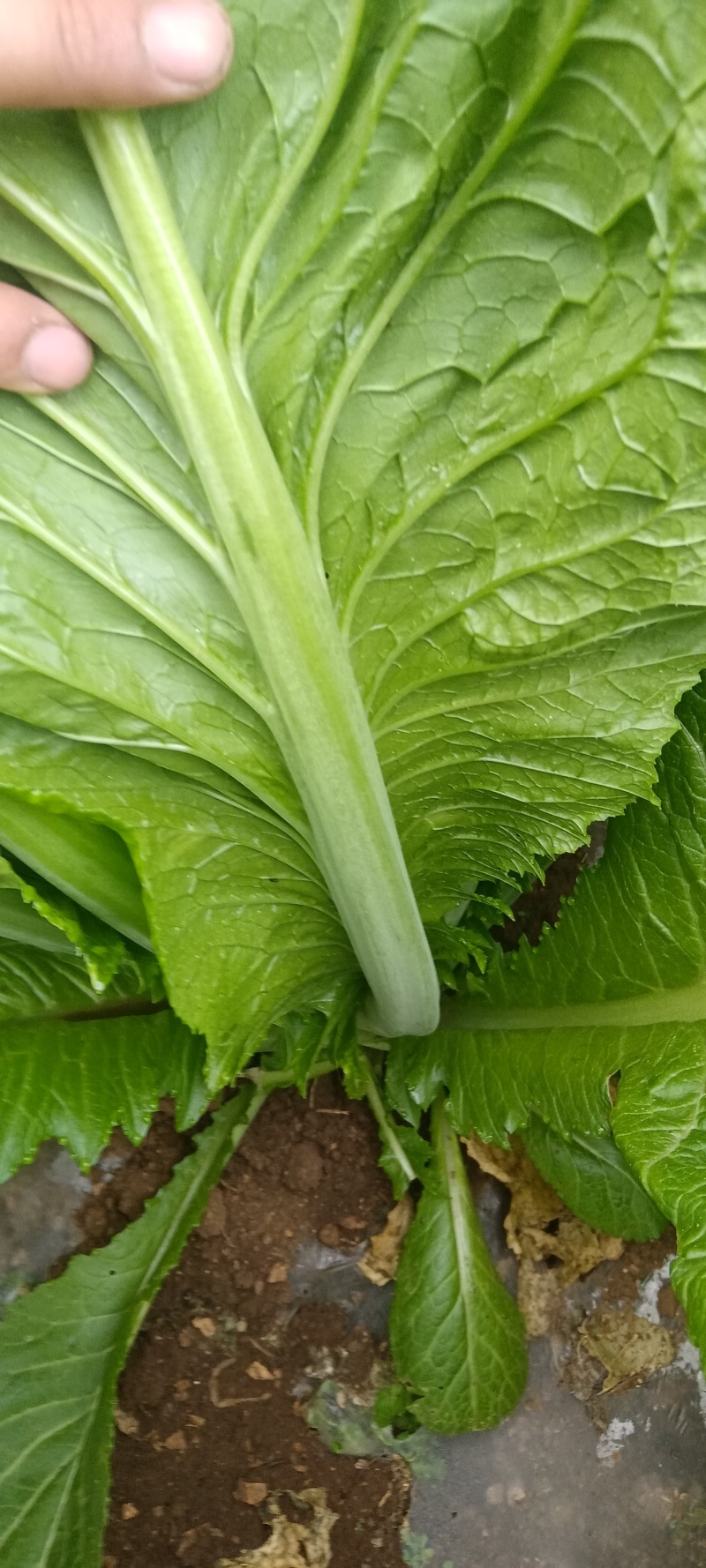 贵州威宁青菜露天种植大量上市