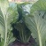 贵州威宁青菜露天种植大量上市