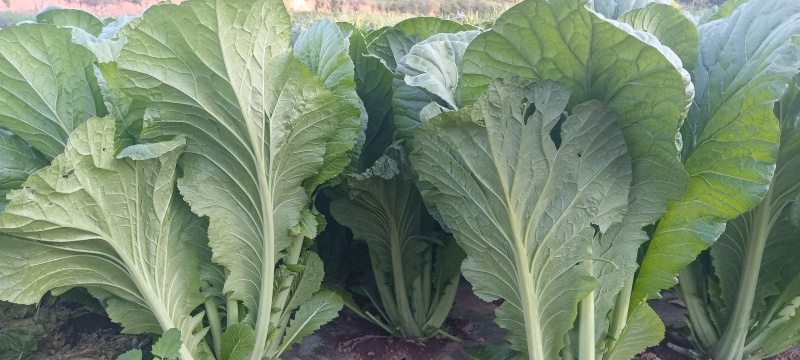 贵州威宁青菜露天种植大量上市