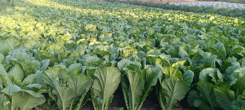 贵州威宁青菜露天种植大量上市