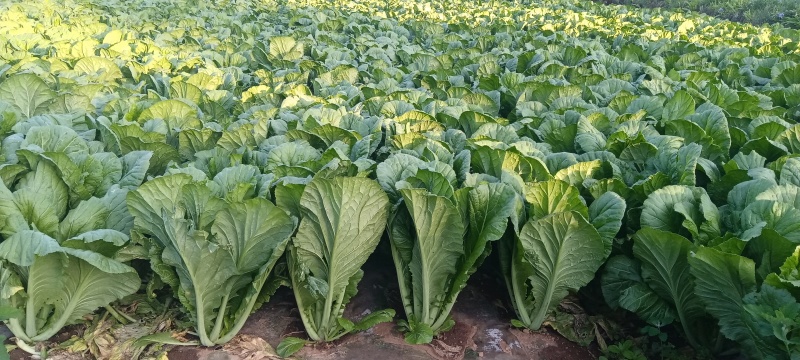贵州威宁青菜露天种植大量上市