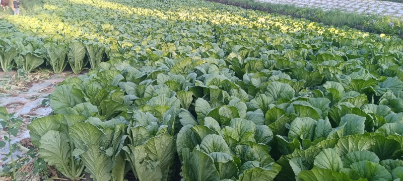 贵州威宁青菜露天种植大量上市