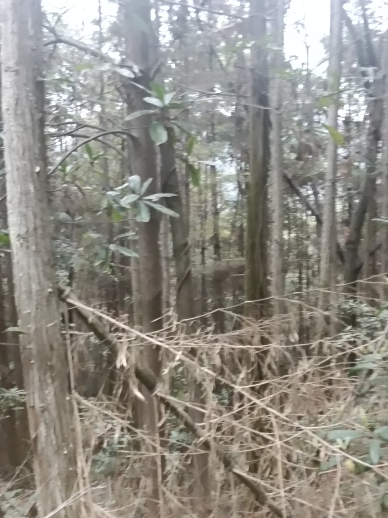 木头一吨100自己砍拉走