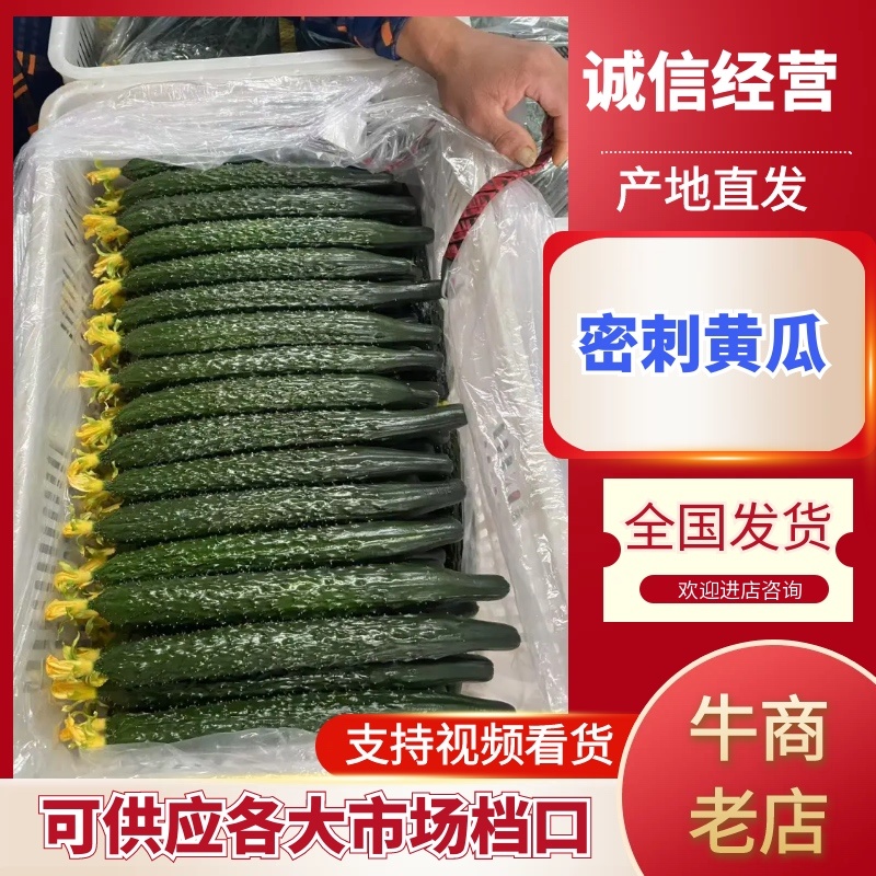 【密刺黄瓜】大量有货，**带花新鲜现摘现发可视频看货