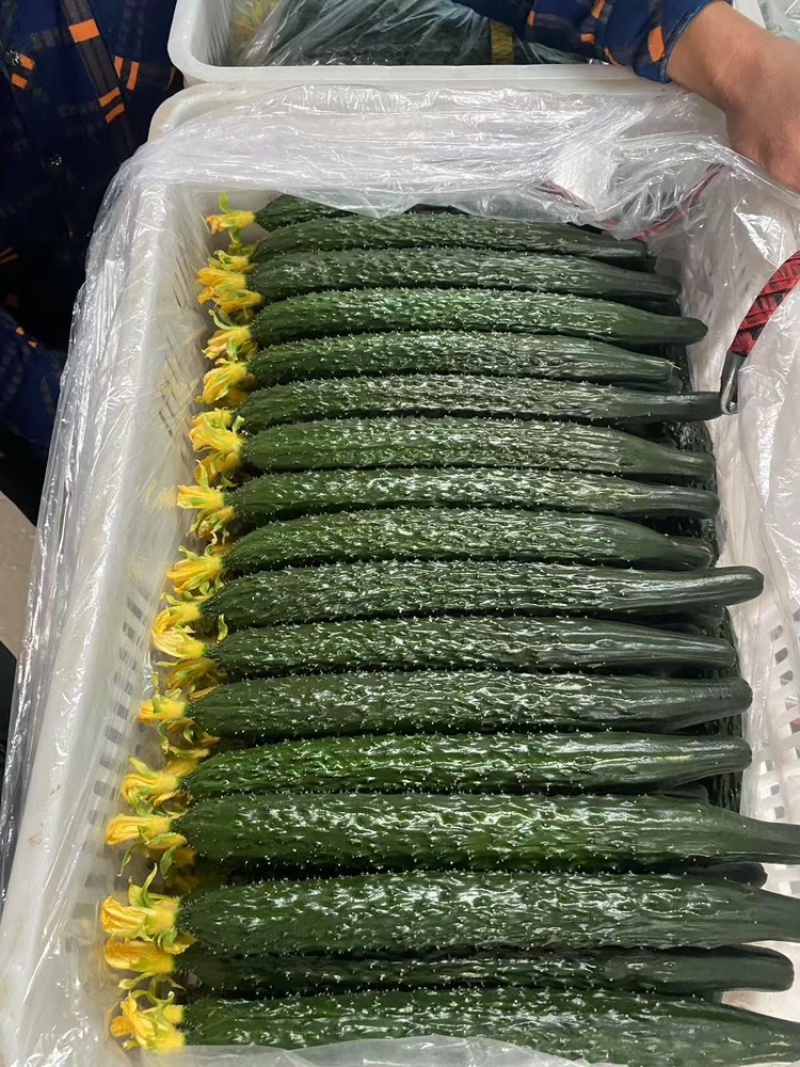【密刺黄瓜】大量有货，**带花新鲜现摘现发可视频看货