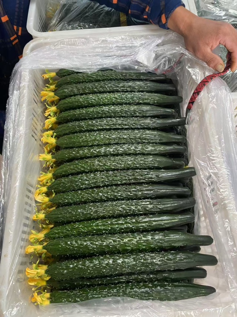 【密刺黄瓜】大量有货，**带花新鲜现摘现发可视频看货