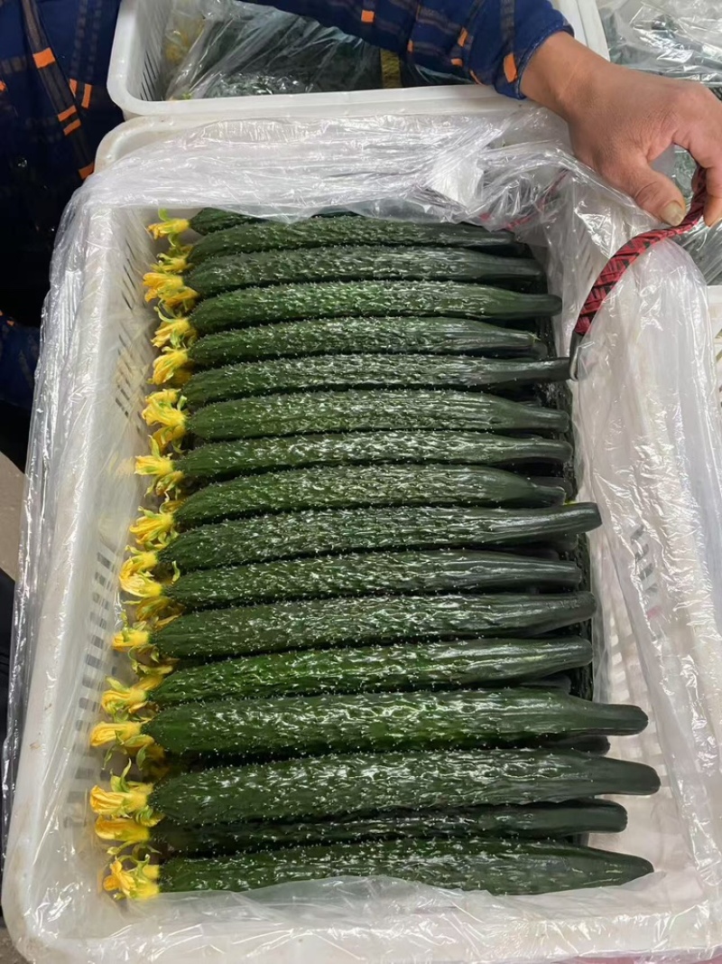 【密刺黄瓜】大量有货，**带花新鲜现摘现发可视频看货