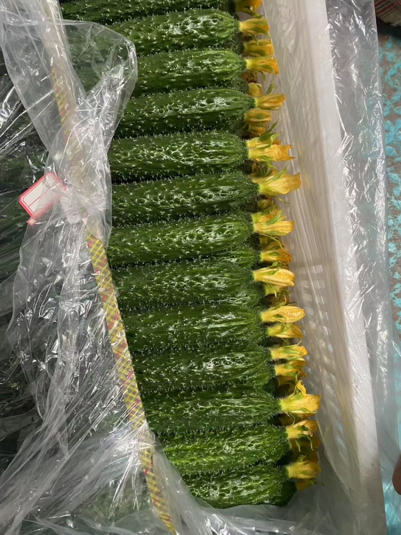 【密刺黄瓜】大量有货，**带花新鲜现摘现发可视频看货