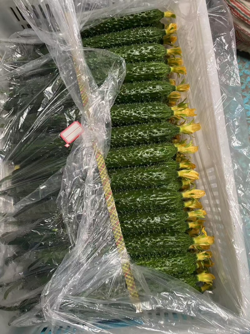 【密刺黄瓜】大量有货，**带花新鲜现摘现发可视频看货