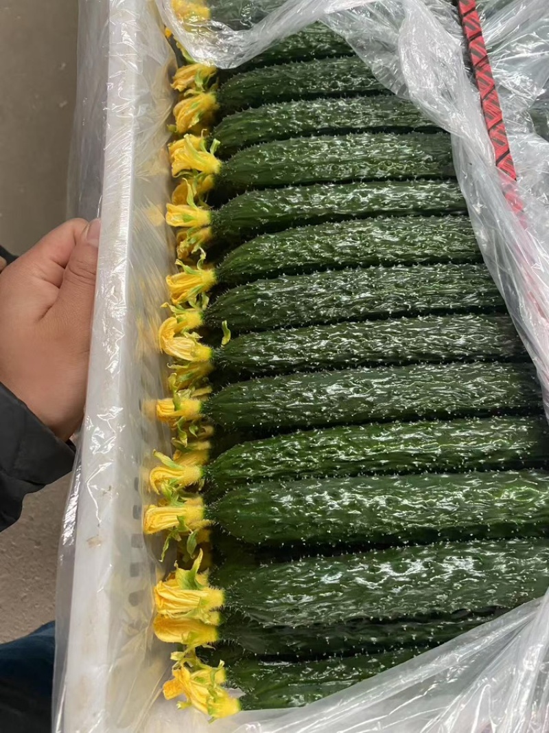 【密刺黄瓜】大量有货，**带花新鲜现摘现发可视频看货