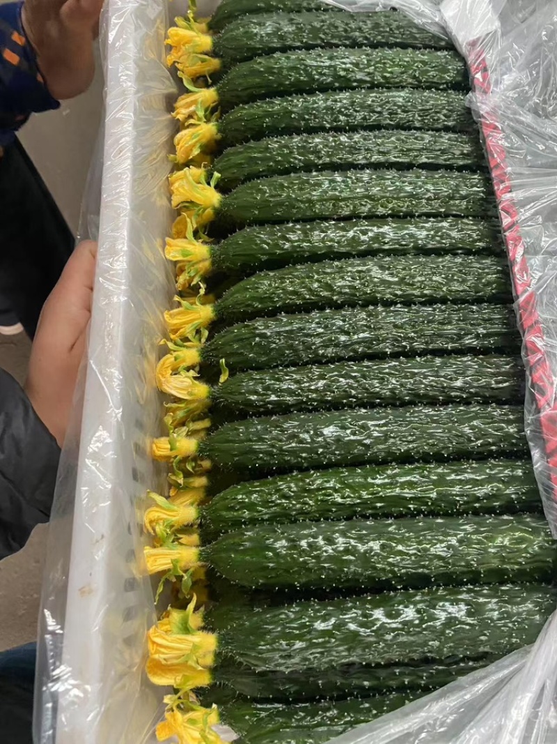 【密刺黄瓜】大量有货，**带花新鲜现摘现发可视频看货