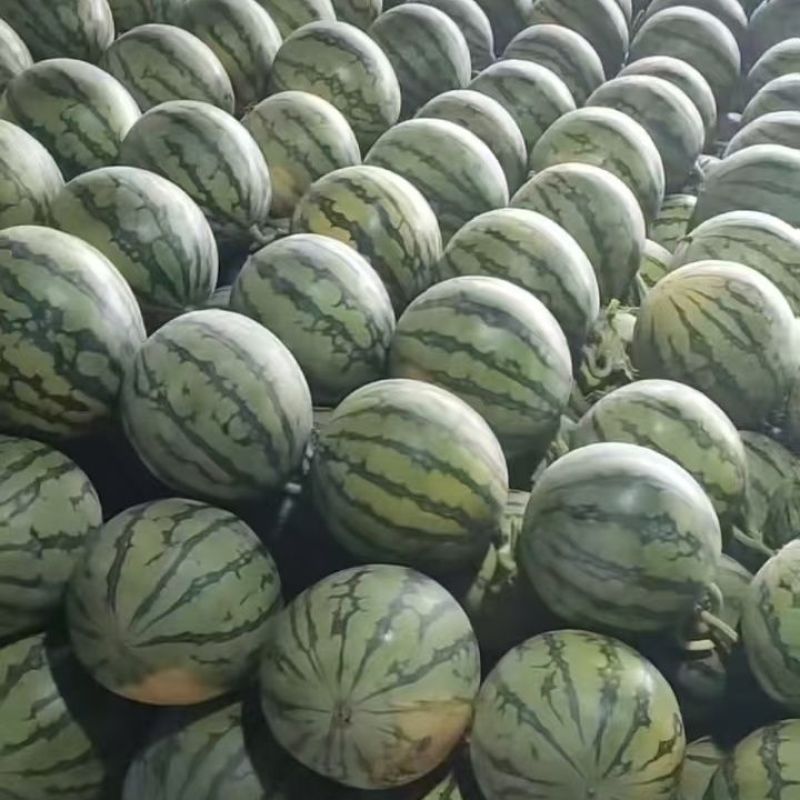 2026头茬无籽美都，产地现采现发，质量三包