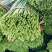 韭菜苔韮苔产地直销量大质优价格优惠一手货源欢迎咨询