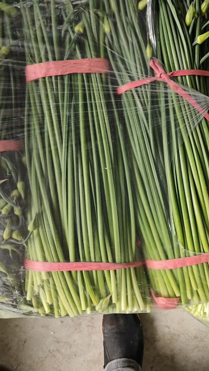 韭菜苔韮苔产地直销量大质优价格优惠一手货源欢迎咨询