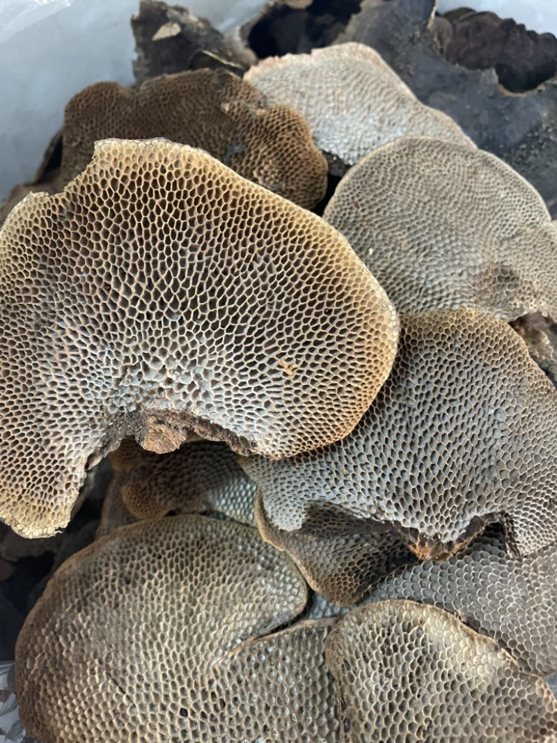 灵芝蜂窝灵芝一手货源量大优惠欢迎咨询