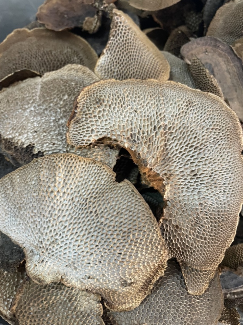 灵芝蜂窝灵芝一手货源量大优惠欢迎咨询