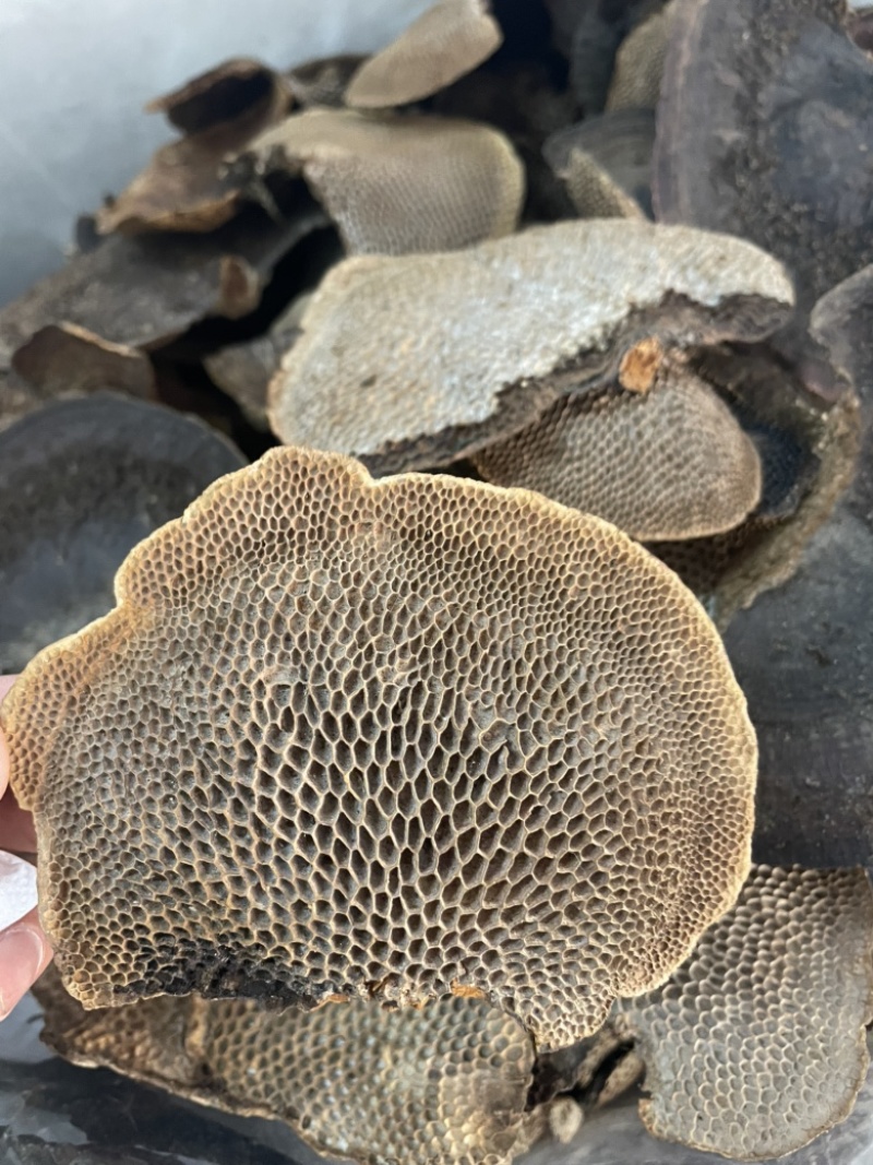 灵芝蜂窝灵芝一手货源量大优惠欢迎咨询