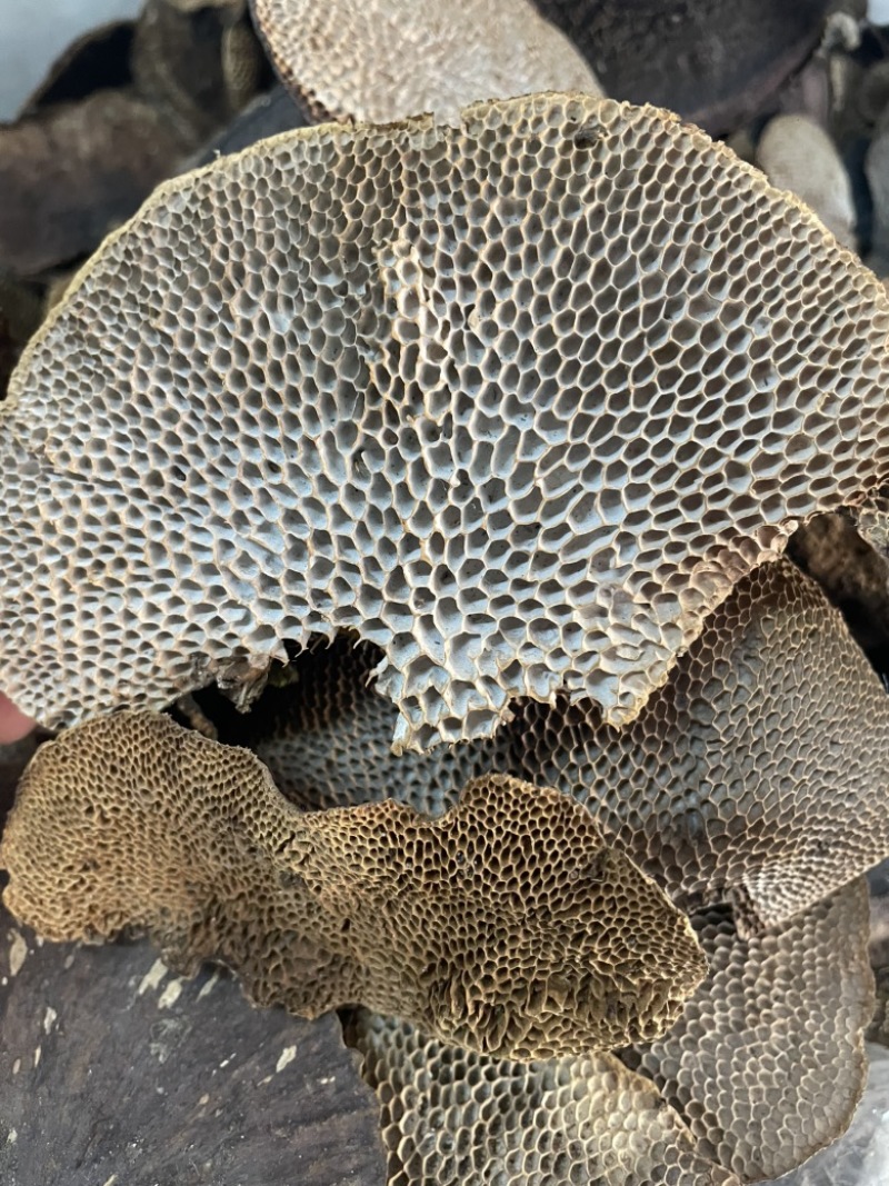 灵芝蜂窝灵芝一手货源量大优惠欢迎咨询