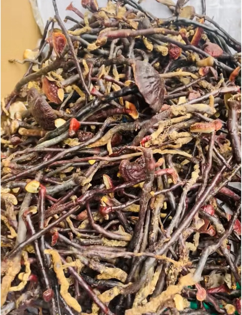 灵芝王长脚红灵芝小红灵芝苦一手货源稳定直供