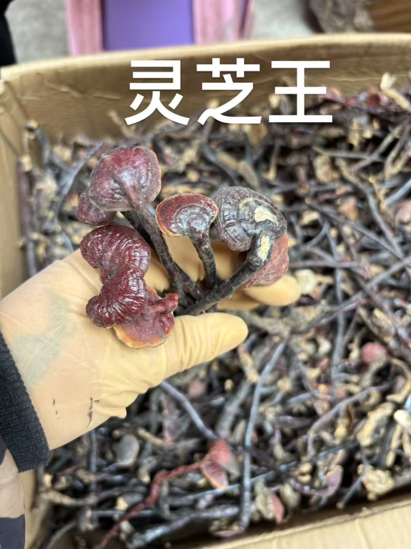 灵芝王长脚红灵芝小红灵芝苦一手货源稳定直供