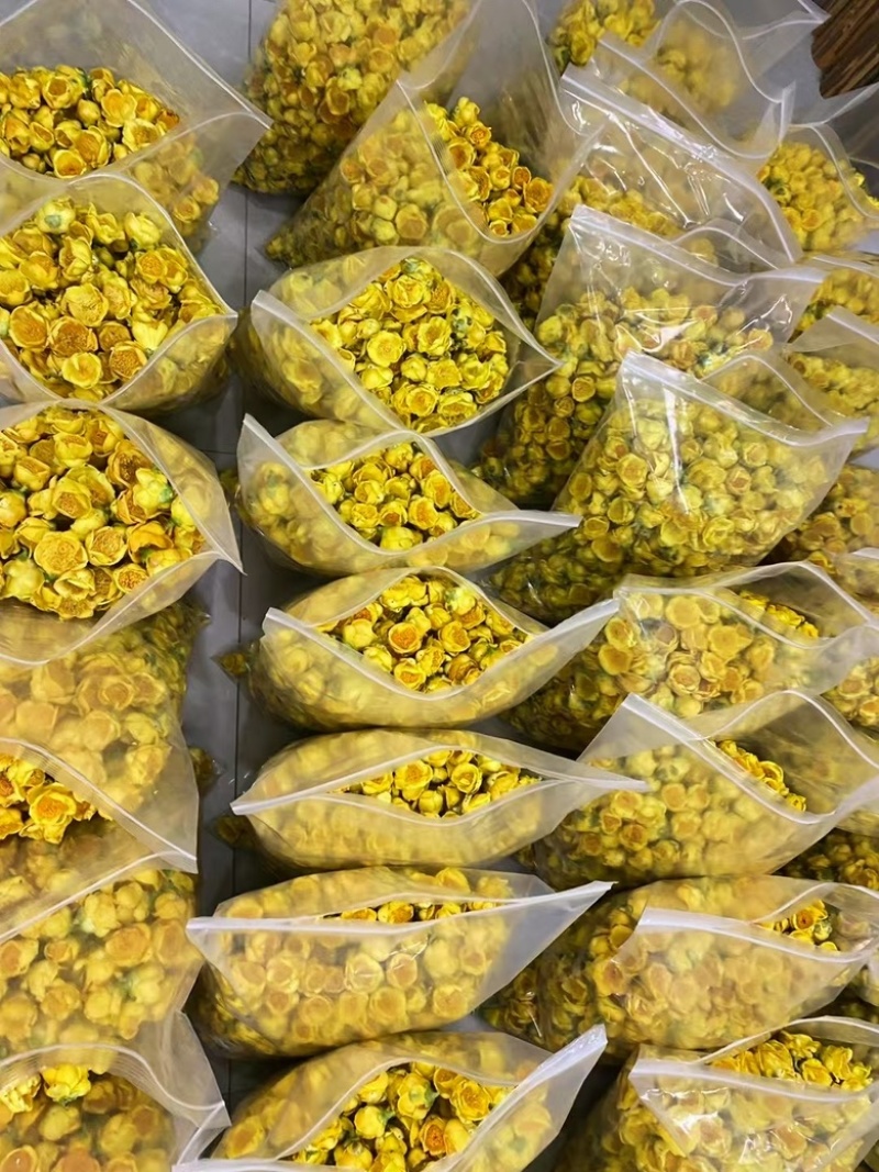 金花金茶花防城港基地一手货源全国发货欢迎订购