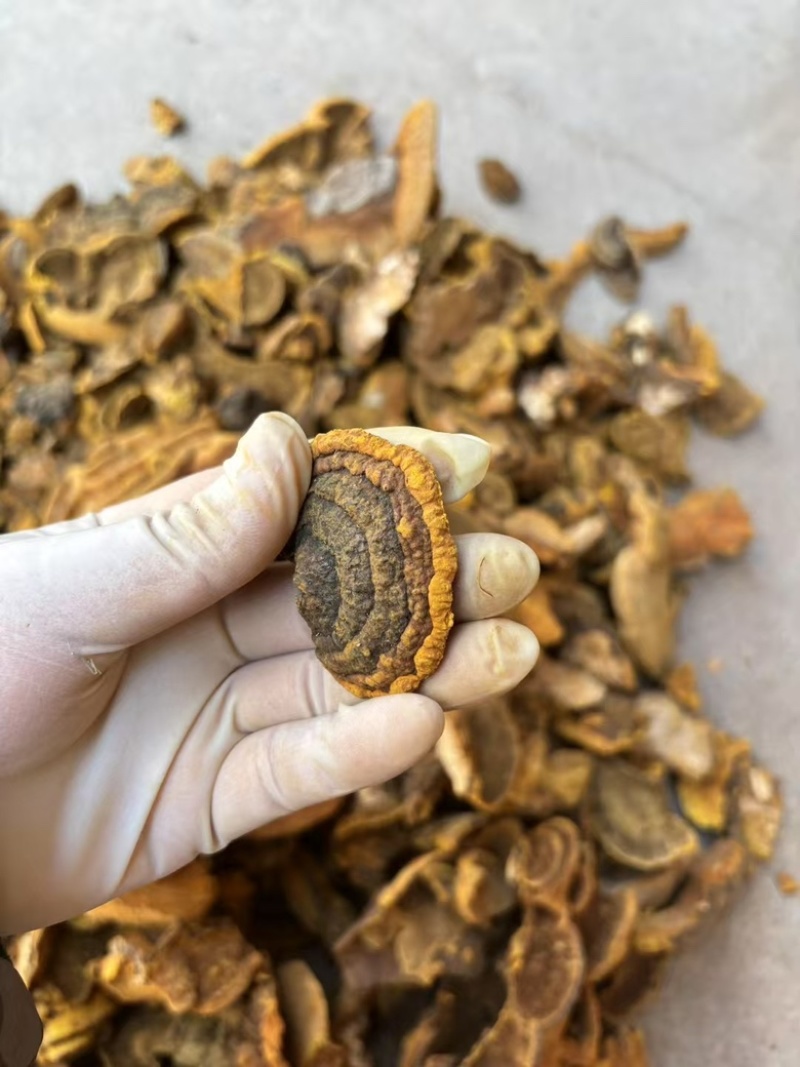 野生杨树桑黄金边桑黄产地直发质量保证量大优价欢迎致电