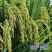 硝酸钙镁全水溶中量元素水溶肥料蔬菜园艺果树通用钙镁肥