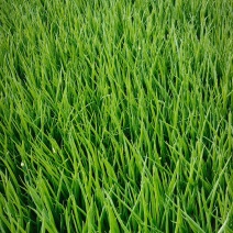 精品小葱四季小葱大量供应