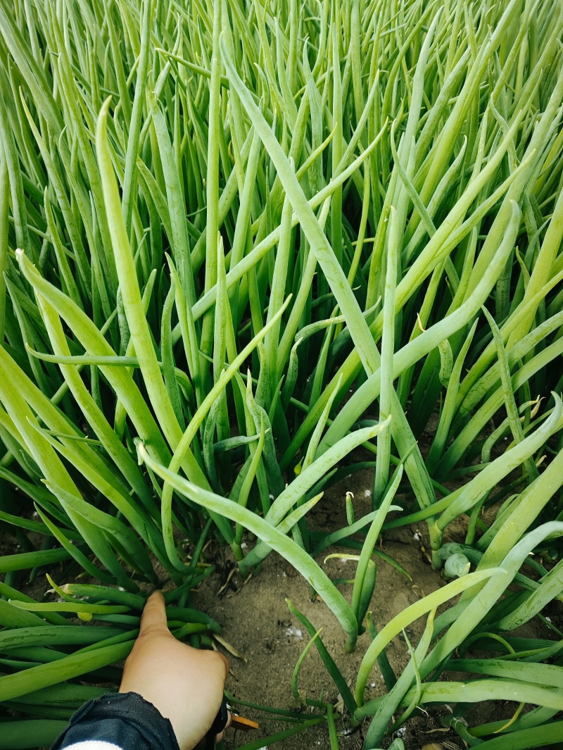 精品小葱四季小葱大量供应